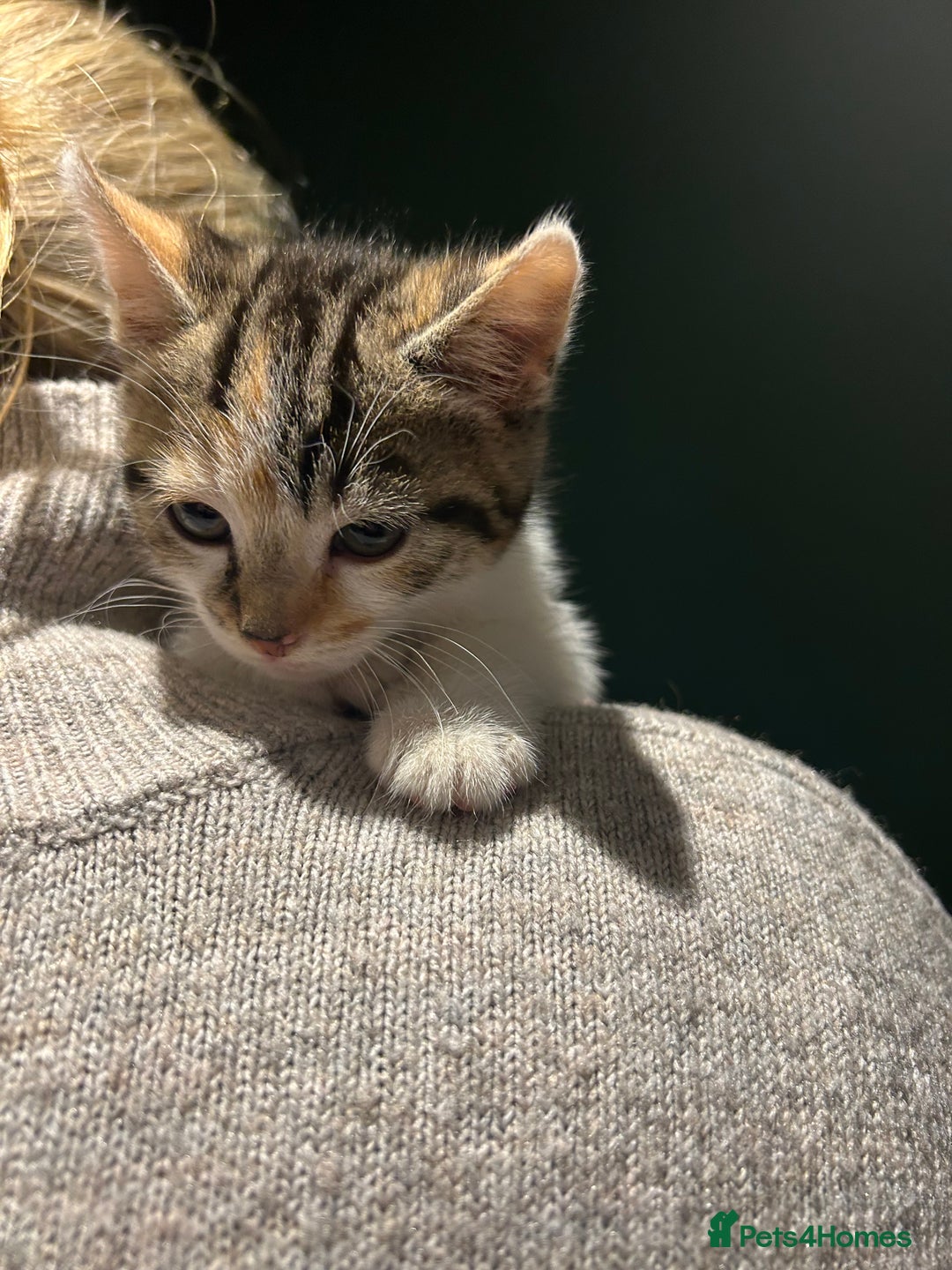 Mixed Breed cats for sale: Sweet Kittens for Sale – Friendly & Family-Raised - Advert 6