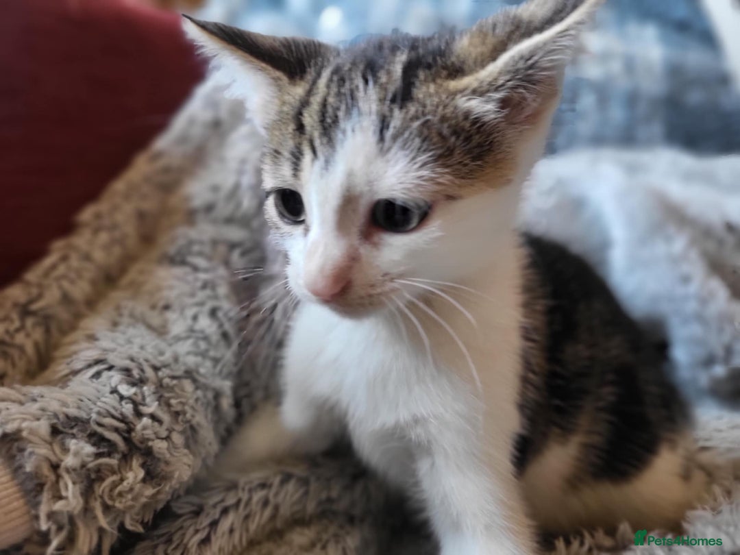 Mixed Breed cats for sale: 4 beautiful little kittens  - Image 2