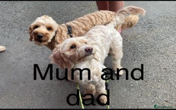 Cockapoo dogs for sale: Beautiful F2 Cockapoo’s for sale £900 - Image 6