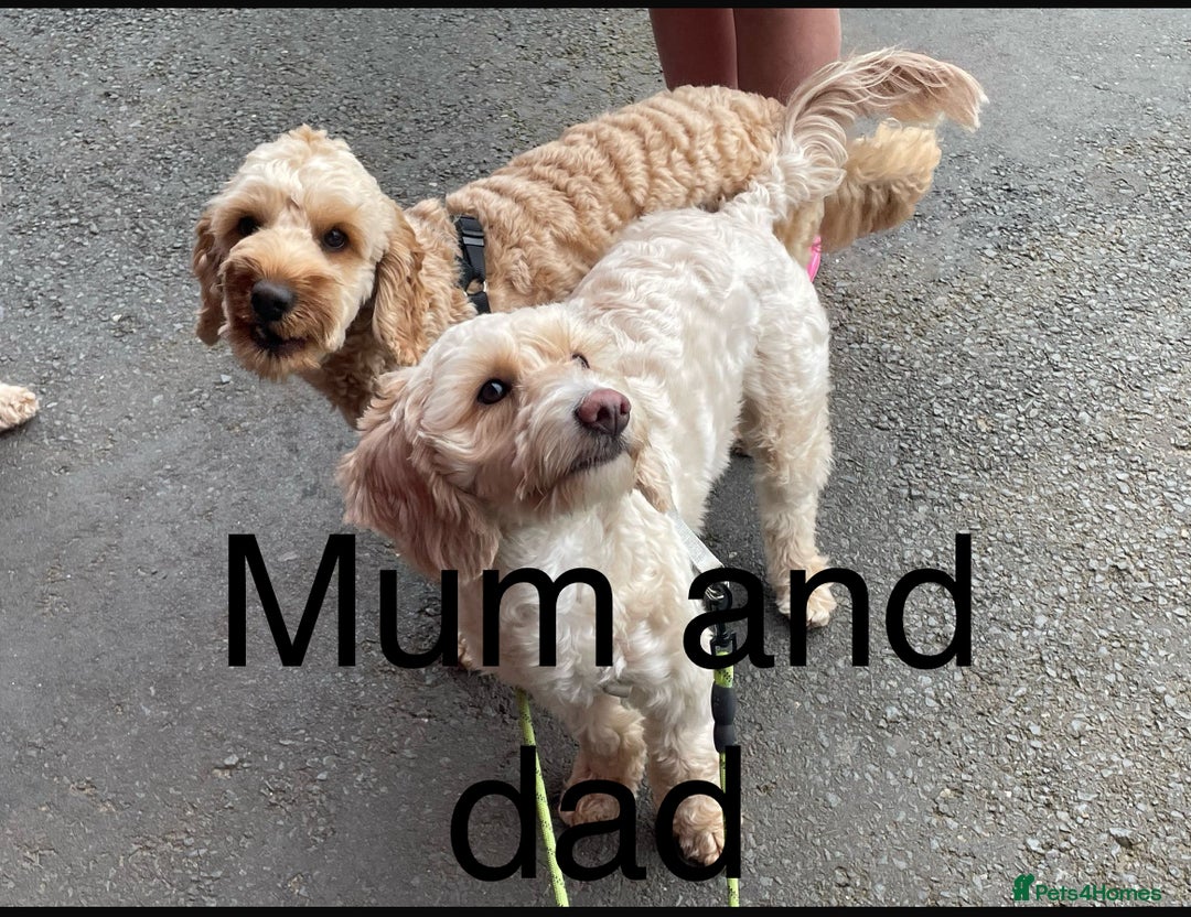 Cockapoo dogs for sale: Beautiful F2 Cockapoo’s for sale £900 - Image 6
