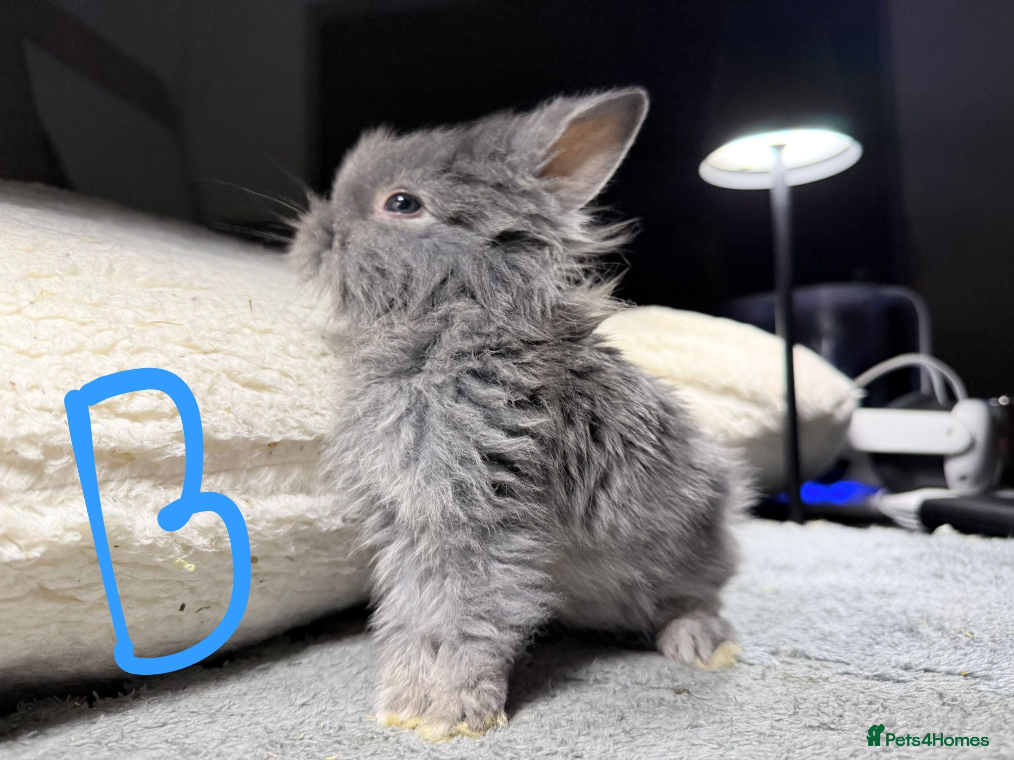 Lionhead rabbits Beautiful LIONHEAD babies *AVAILABLE* - Advert 1