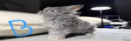 Lionhead rabbits for sale: Beautiful LIONHEAD babies *AVAILABLE* - Advert 1