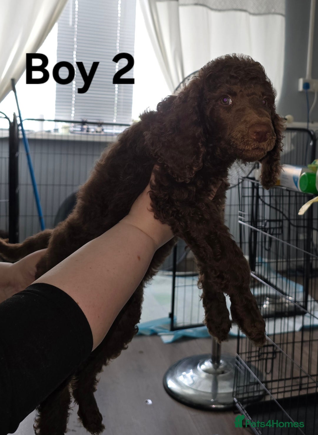 Standard Poodle dogs for sale: Standard Poodle Puppies READY TO LEAVE NOW  - Image 5