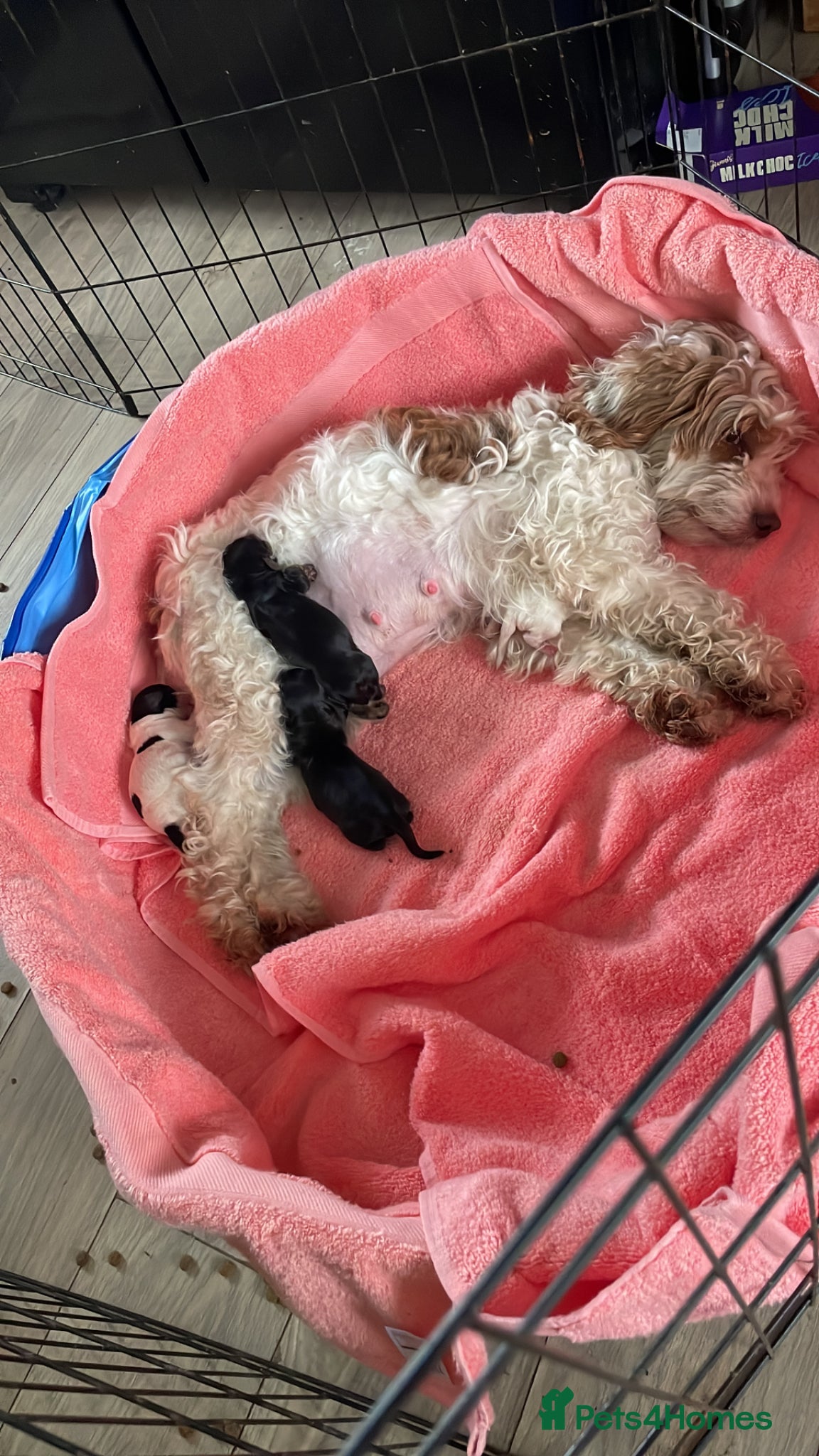 Cockapoo dogs F2b cockapoo puppies - Advert 1