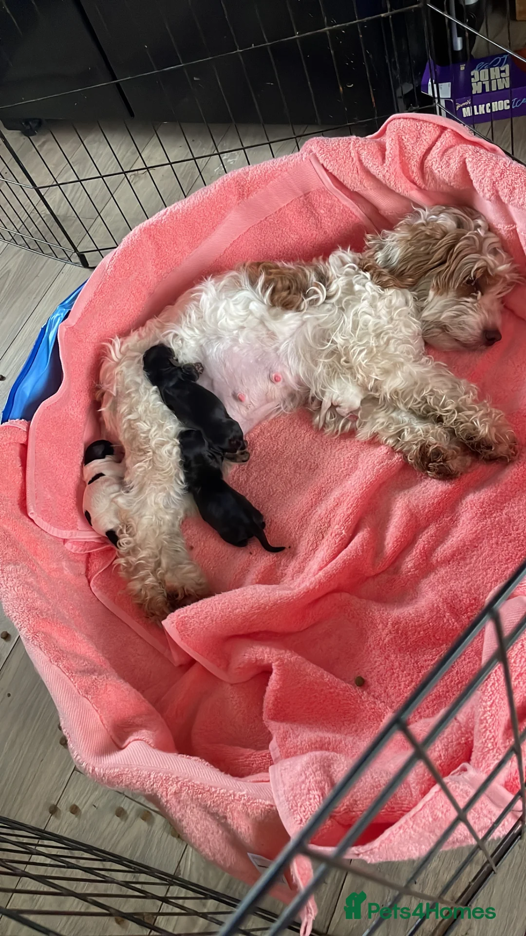 Cockapoo dogs for sale: F2b cockapoo puppies - Advert 1