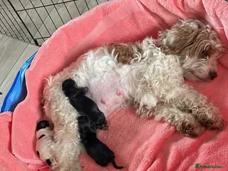 Cockapoo dogs F2b cockapoo puppies - Advert 10