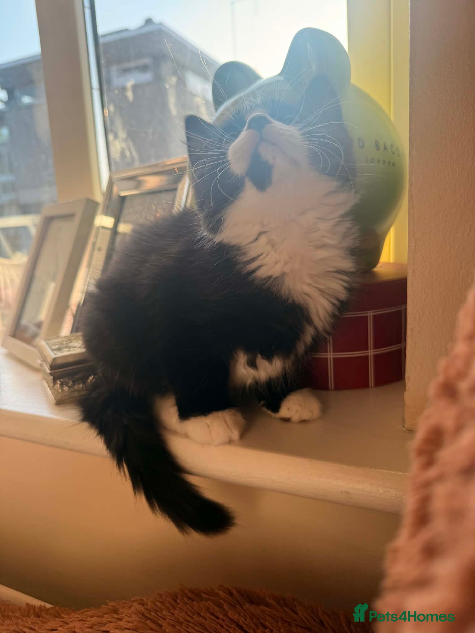 Mixed Breed cats Adorable kittens for sale 🐾 - Advert 10