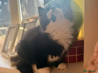 Mixed Breed cats Adorable kittens for sale 🐾 - Advert 6