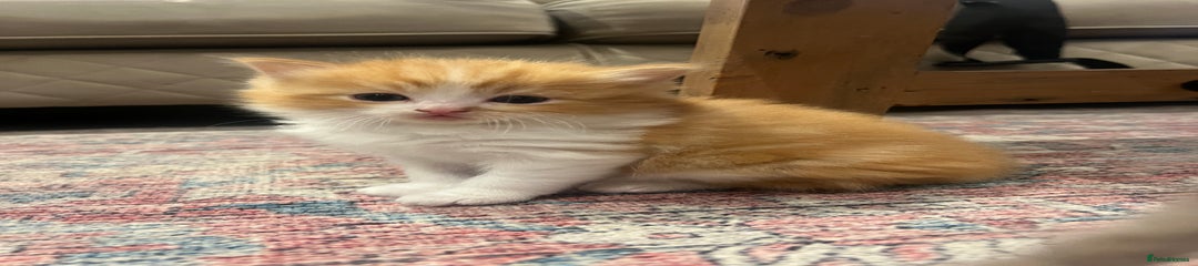 Ragdoll Kitten 3