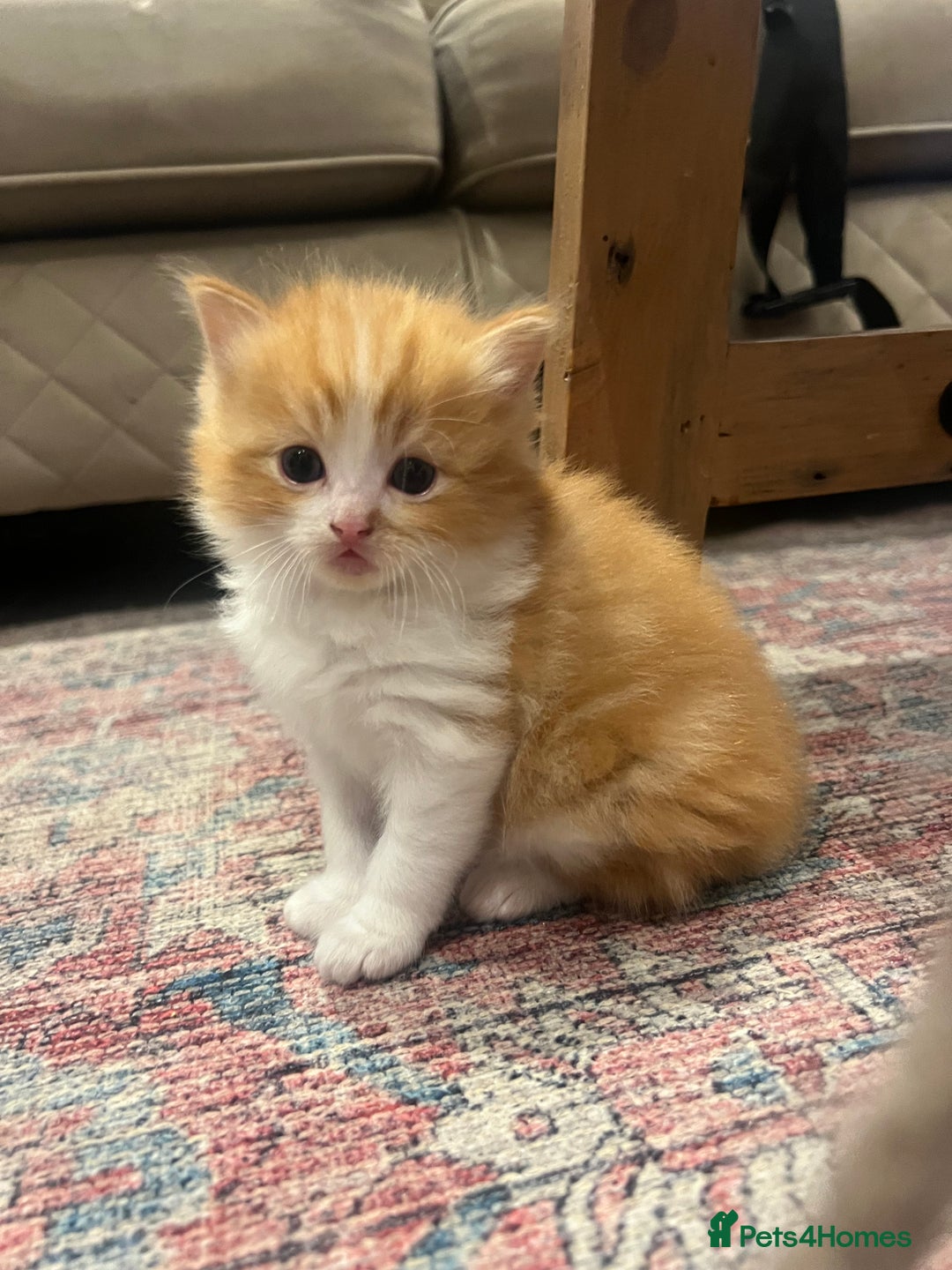 Ragdoll cats for sale: Beautiful ragdoll mix kittens  - Image 6