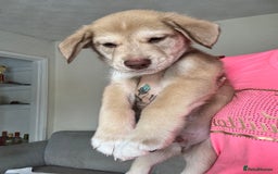 Mixed Breed dogs for sale: Husky x cocker spaniel puppies  - Image 3