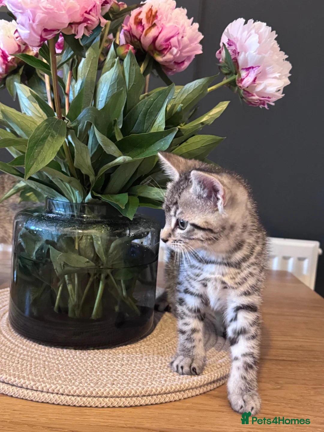 British Shorthair cats for sale: Beautiful litter of British shorthair cross  in Yeovil - Advert 14