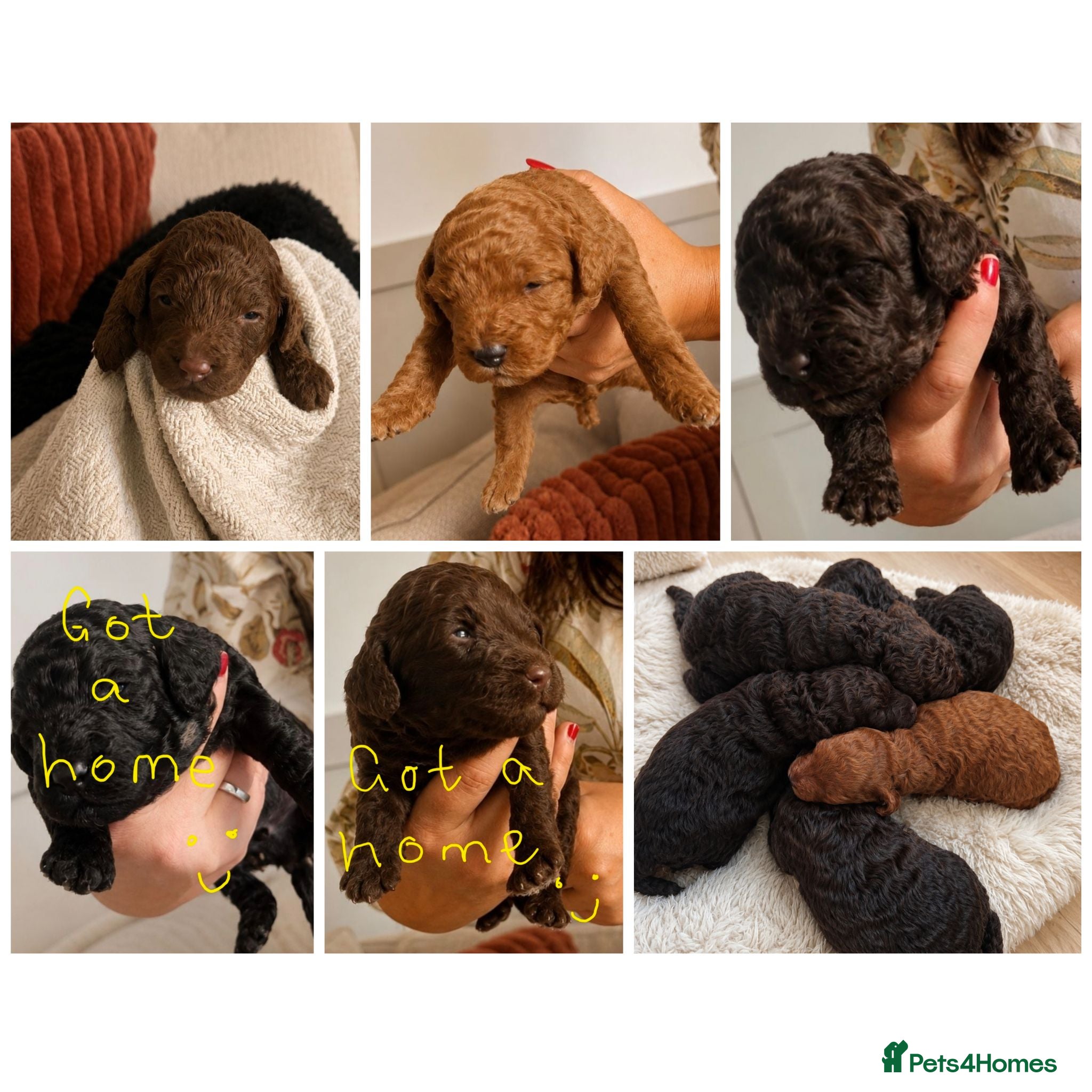 Miniature Poodle dogs Purebred Miniature Poodle Puppies - Advert 3