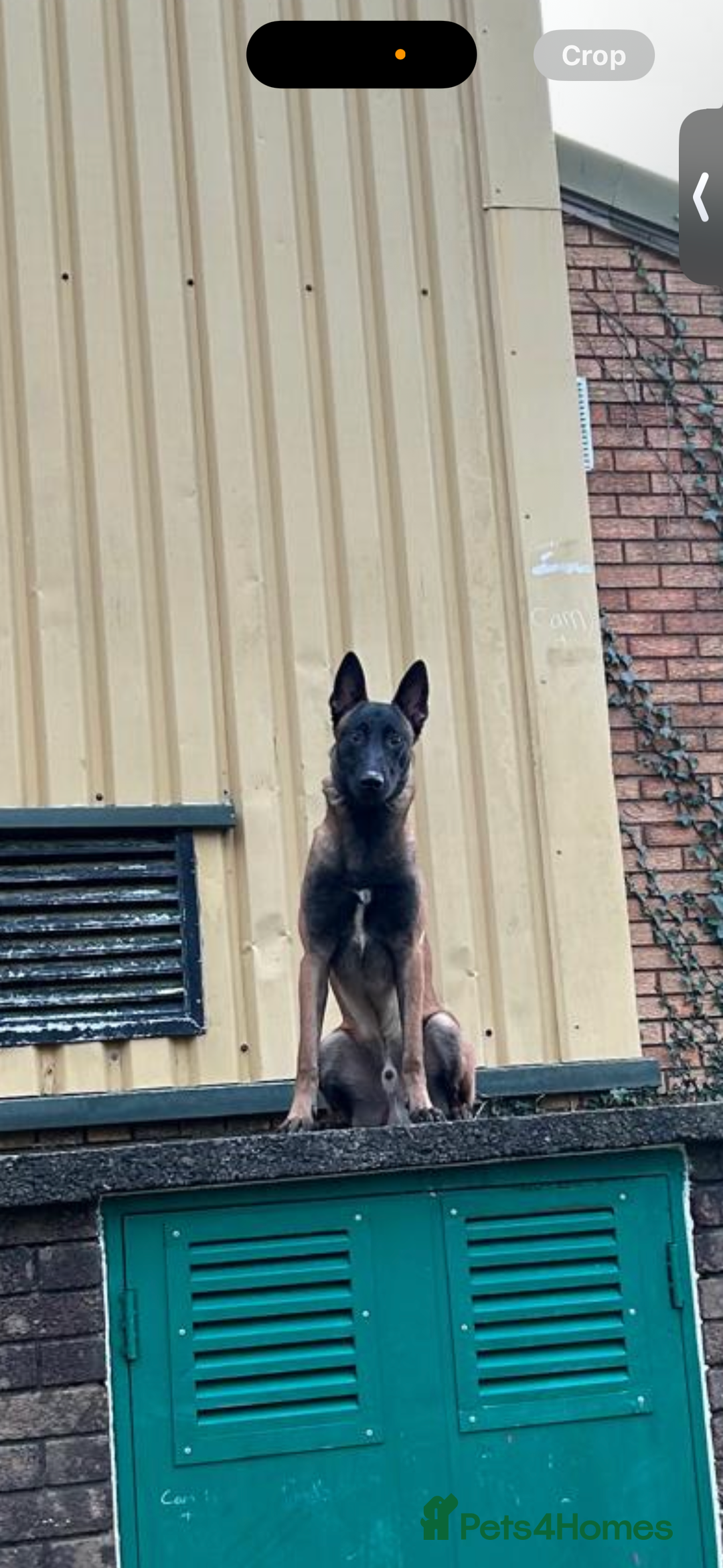 Belgian Shepherd Dog dogs for sale: Working line malinois - Image 8
