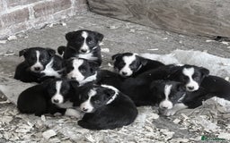 Border Collie dogs for sale: Pure bred, beautiful Border Collie puppies 🖤🤍🐾 - Image 13