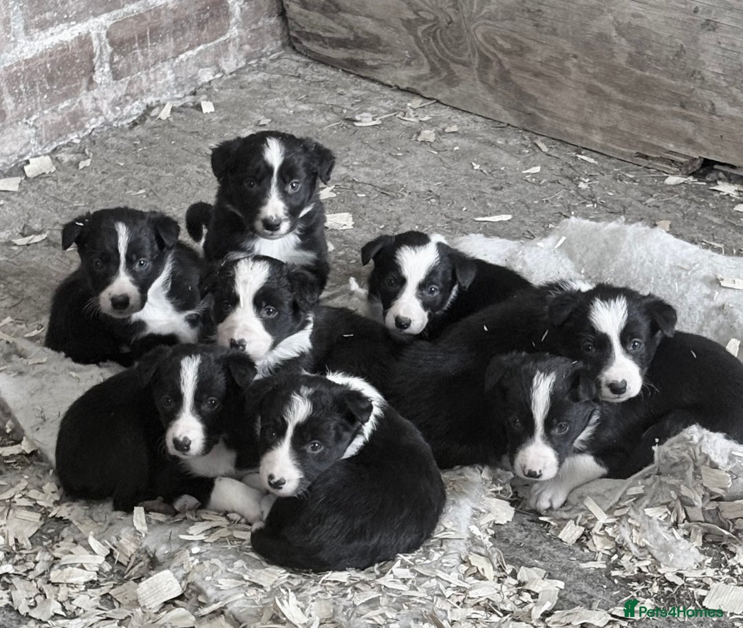 Border Collie dogs for sale: Pure bred, beautiful Border Collie puppies 🖤🤍🐾 - Image 13