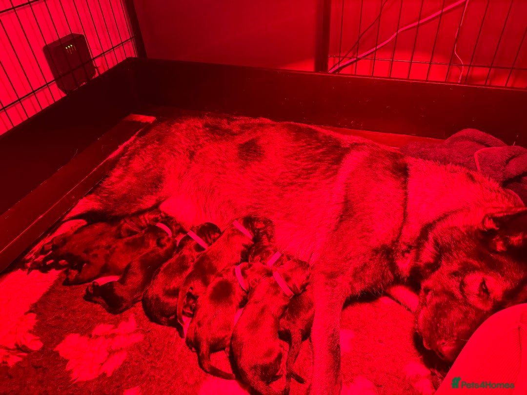 German Shepherd dogs for sale: 🧬Working Line German Shepherds, Full HealthTested - Advert 35