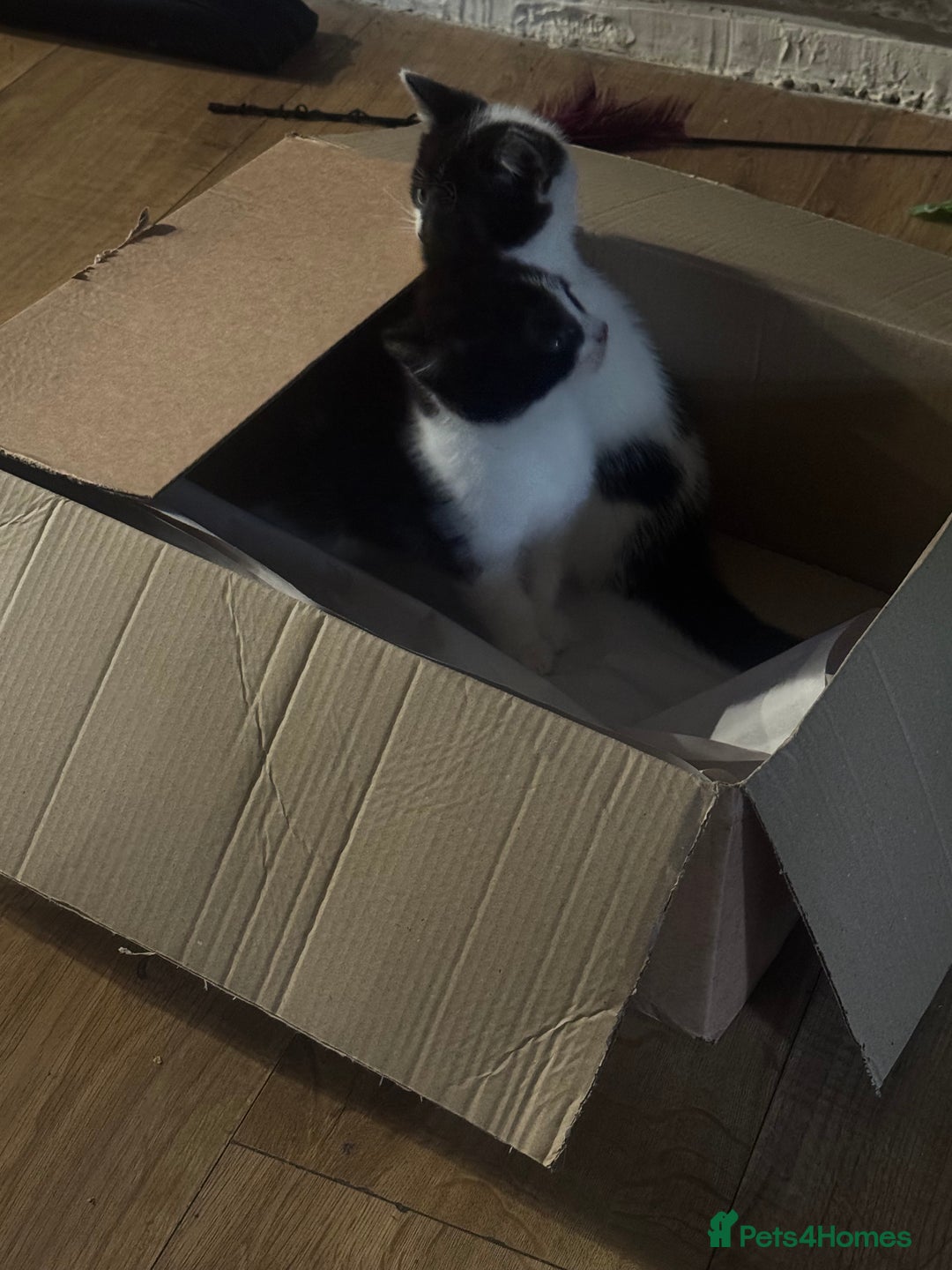 Mixed Breed cats for sale: 3 kittens looking for forever homes  - Image 17