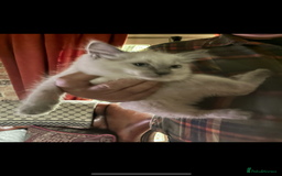 Ragdoll cats for sale: Lovely ragdoll kittens for sale  - Image 15