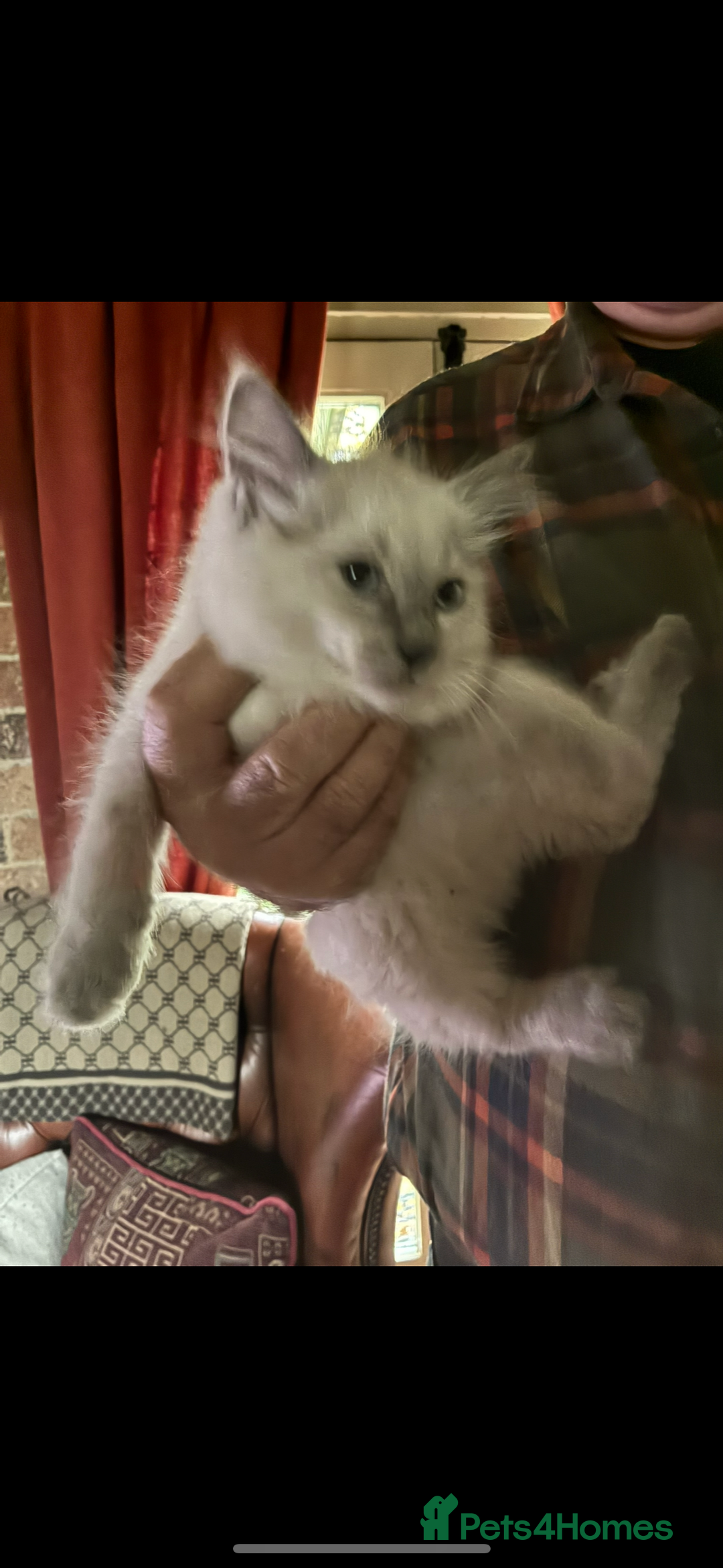 Ragdoll cats for sale: Lovely ragdoll kittens for sale  - Image 15