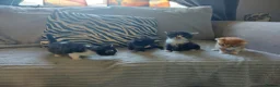 Mixed Breed cats for sale: Beautiful fluffy kittens - Advert 23
