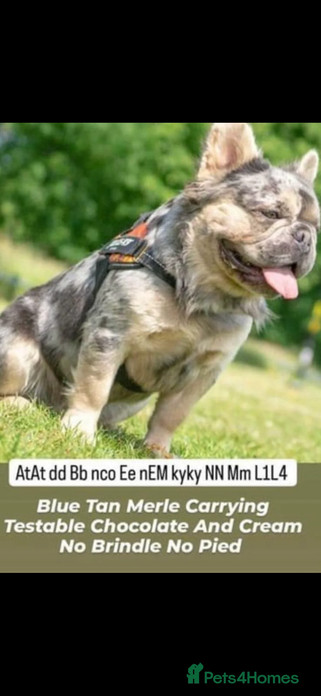 French Bulldog dogs for sale: Visual Isabella Furry Frenchie - Intact  - Advert 2