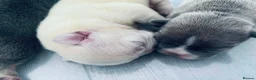 French Bulldog dogs for sale: Beautiful Pedigree French Bulldog girls🥰 - Advert 6