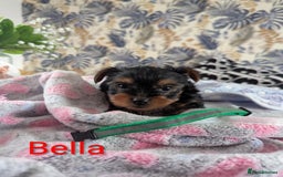 Yorkshire Terrier dogs for sale: Stunning yorkshire terriers for sale - Image 8