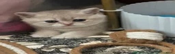 British Shorthair cats for sale: Active registered golden British shorthair queen - Advert 12