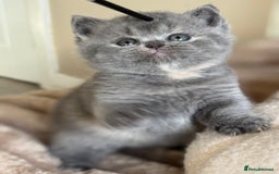 British Shorthair cats for sale: Tica reg blue tortie female kitten  - Image 1