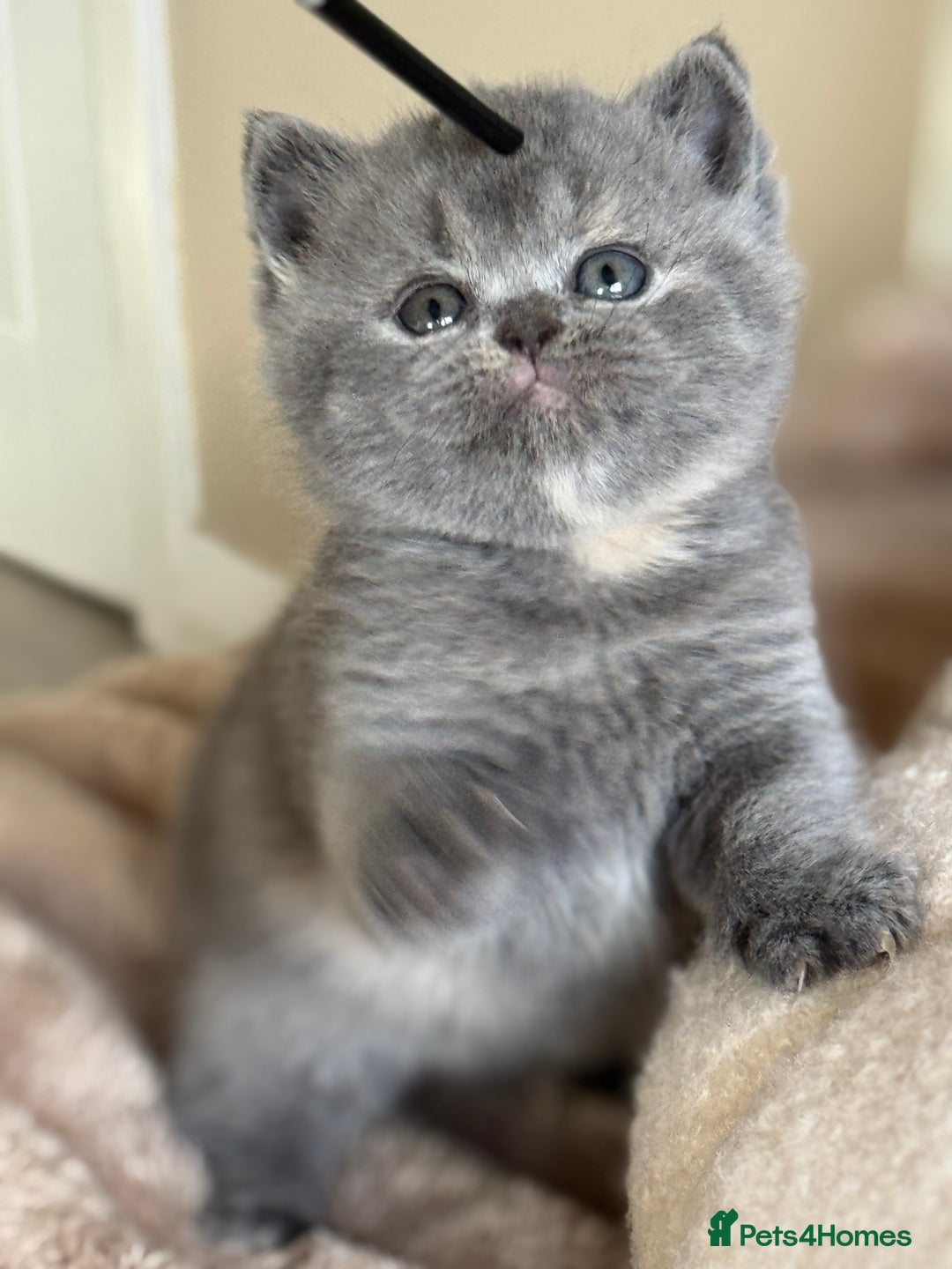British Shorthair cats for sale: Tica reg blue tortie female kitten  - Image 1