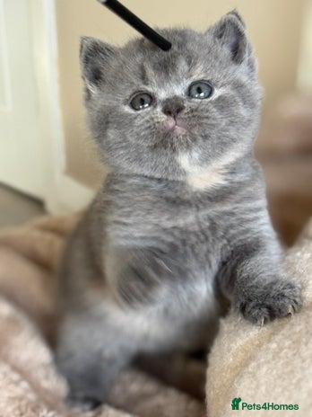 British Shorthair cats - Advert 6