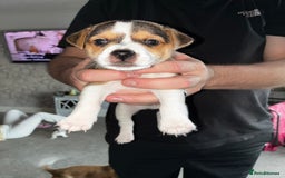 Jack Russell dogs for sale: Jack Russell’s looking for forever homes - Image 9