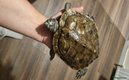 Turtle reptiles for sale: 3 turtles - Image 3