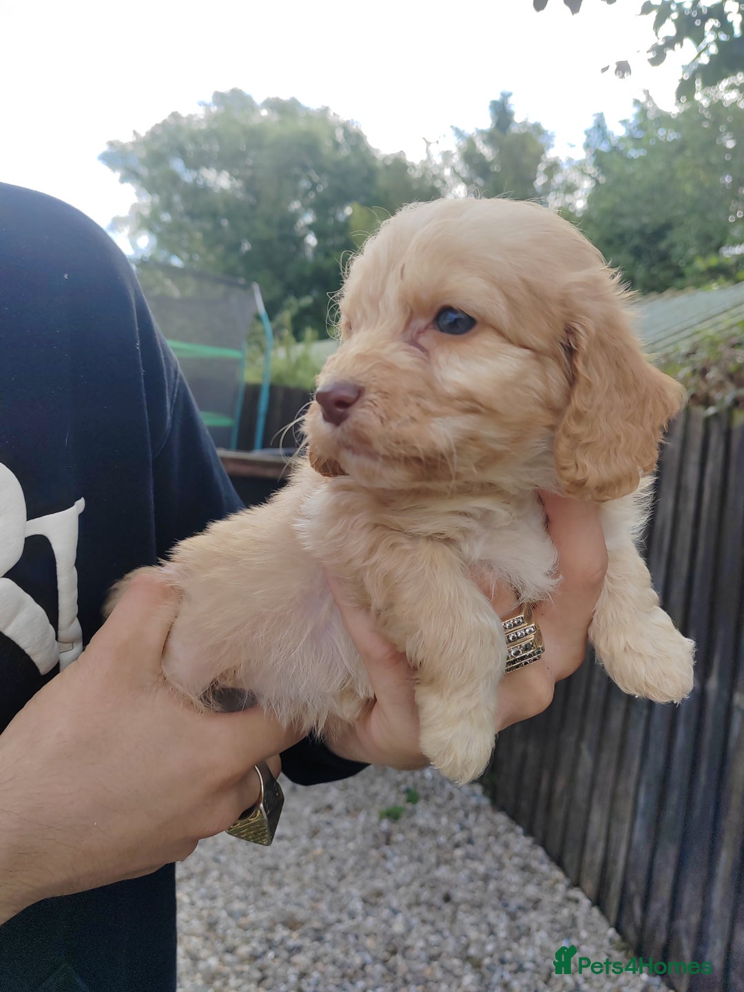 Cockapoo dogs for sale: Cookerpoo - Image 11