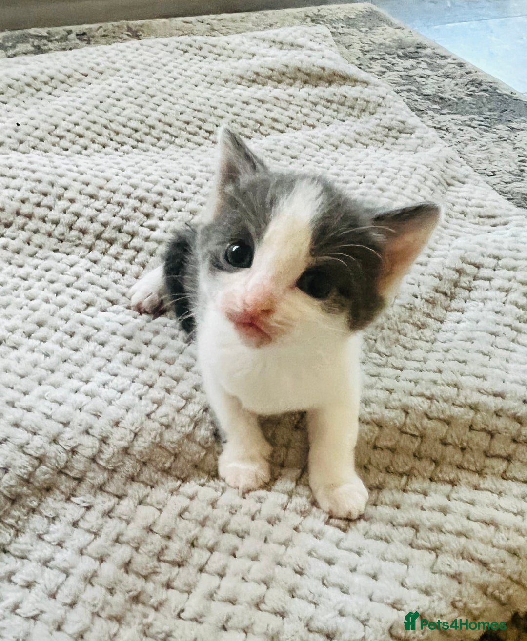 Mixed Breed cats for sale: Gorgeous Grey/White Black/White Kittens - Image 10