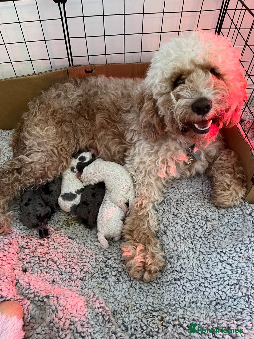 Cockapoo dogs for stud: PROVEN DNA tested Cockapoo Stud-Chocolate Merle in Stafford - Advert 7
