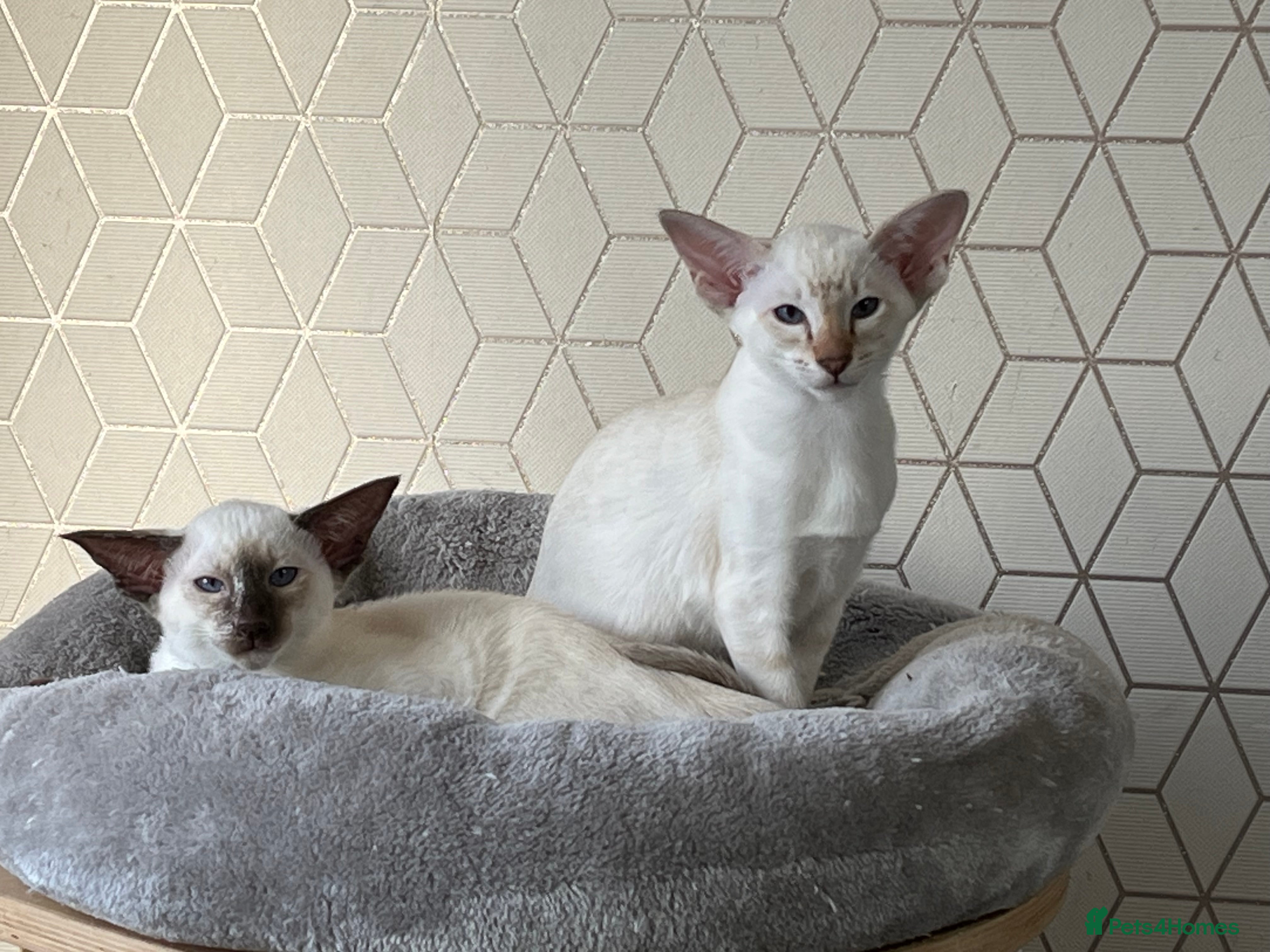 Siamese cats Siamese kitten gccf registered  - Advert 1