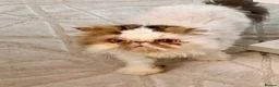 Persian cats for sale: Persian  - Advert 8