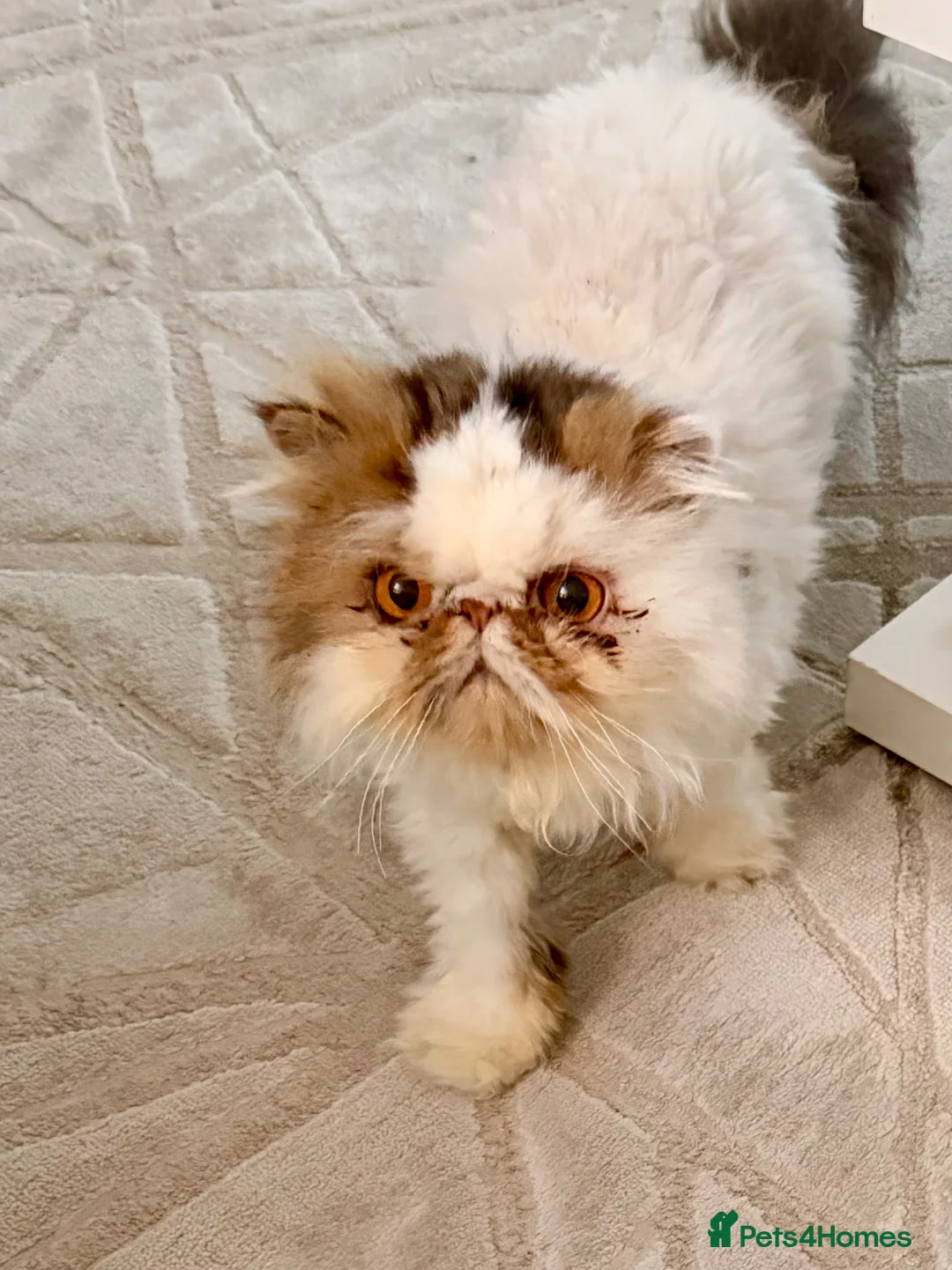 Persian cats for sale: Persian  - Advert 8