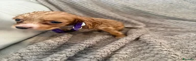 Cocker Spaniel 5