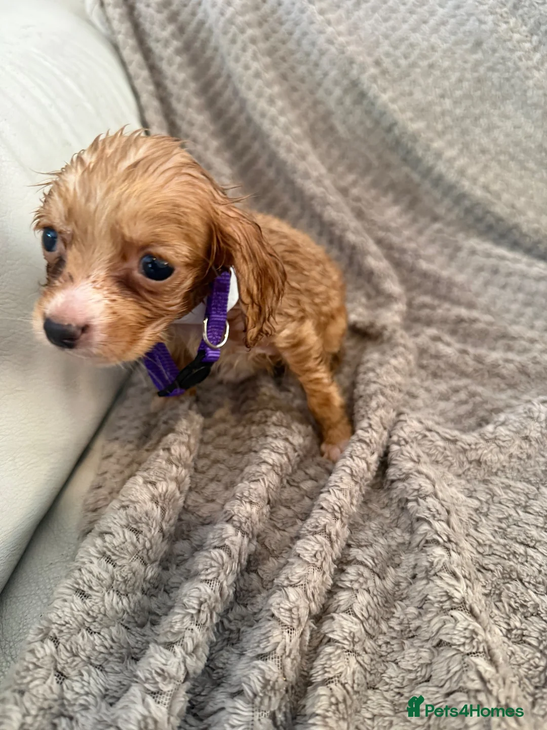 Cocker Spaniel dogs for sale: Working cocker spaniels  - Advert 2