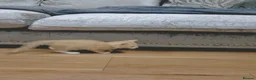 Mixed Breed cats for sale: Kittens  - Advert 12