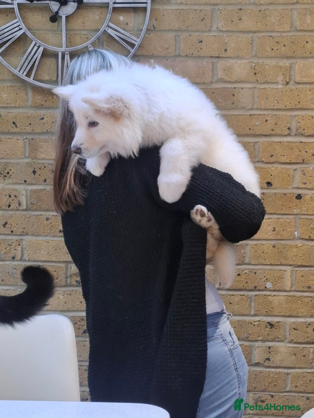 German Shepherd dogs for sale: White German Shepherd - Advert 10