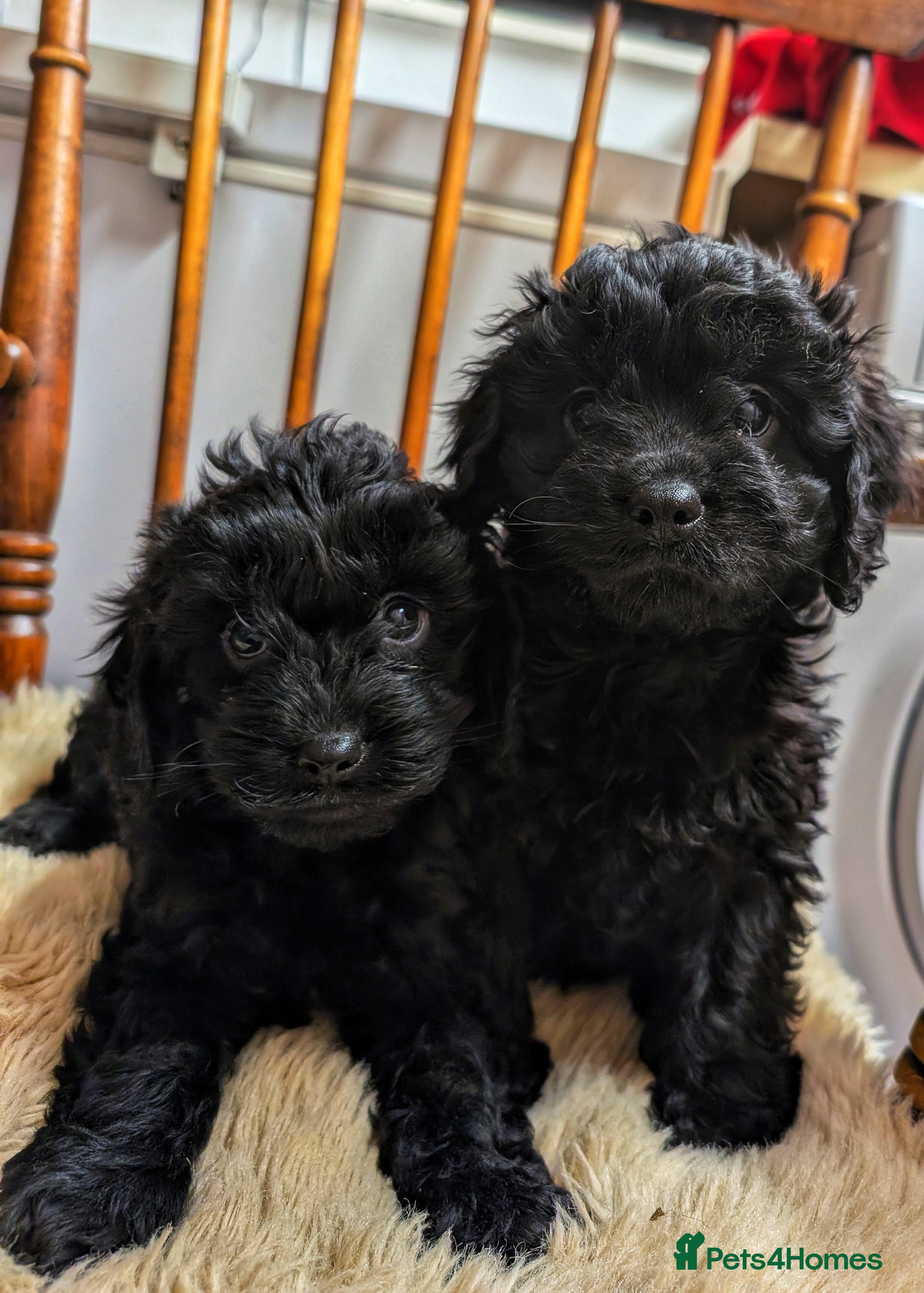 Cavapoo dogs 2 LEFT! EXTENSIVELY HEALTH TESTED CAVAPOOS - Advert 4