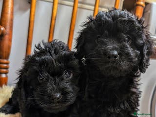 Cavapoo dogs 2 LEFT! EXTENSIVELY HEALTH TESTED CAVAPOOS - Advert 3