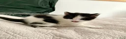 Domestic Shorthair cats for sale: Beautiful kittens ready in 5 weeks - Advert 34