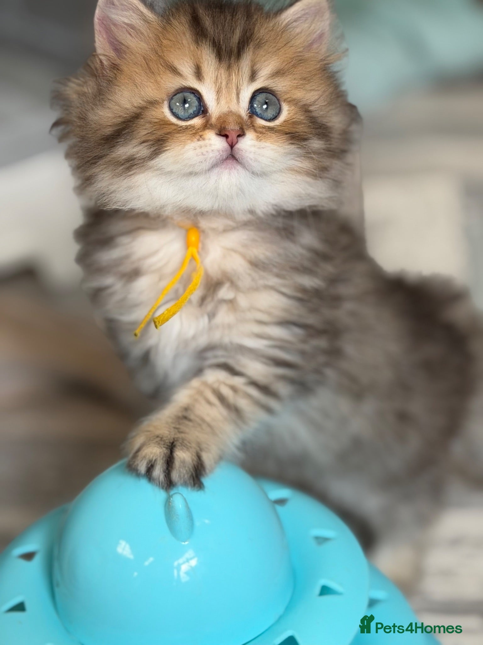 British Longhair cats British LH/SH adorable golden kittens TICA  - Advert 9