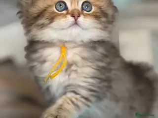 British Longhair cats British LH/SH adorable golden kittens TICA - Advert 10