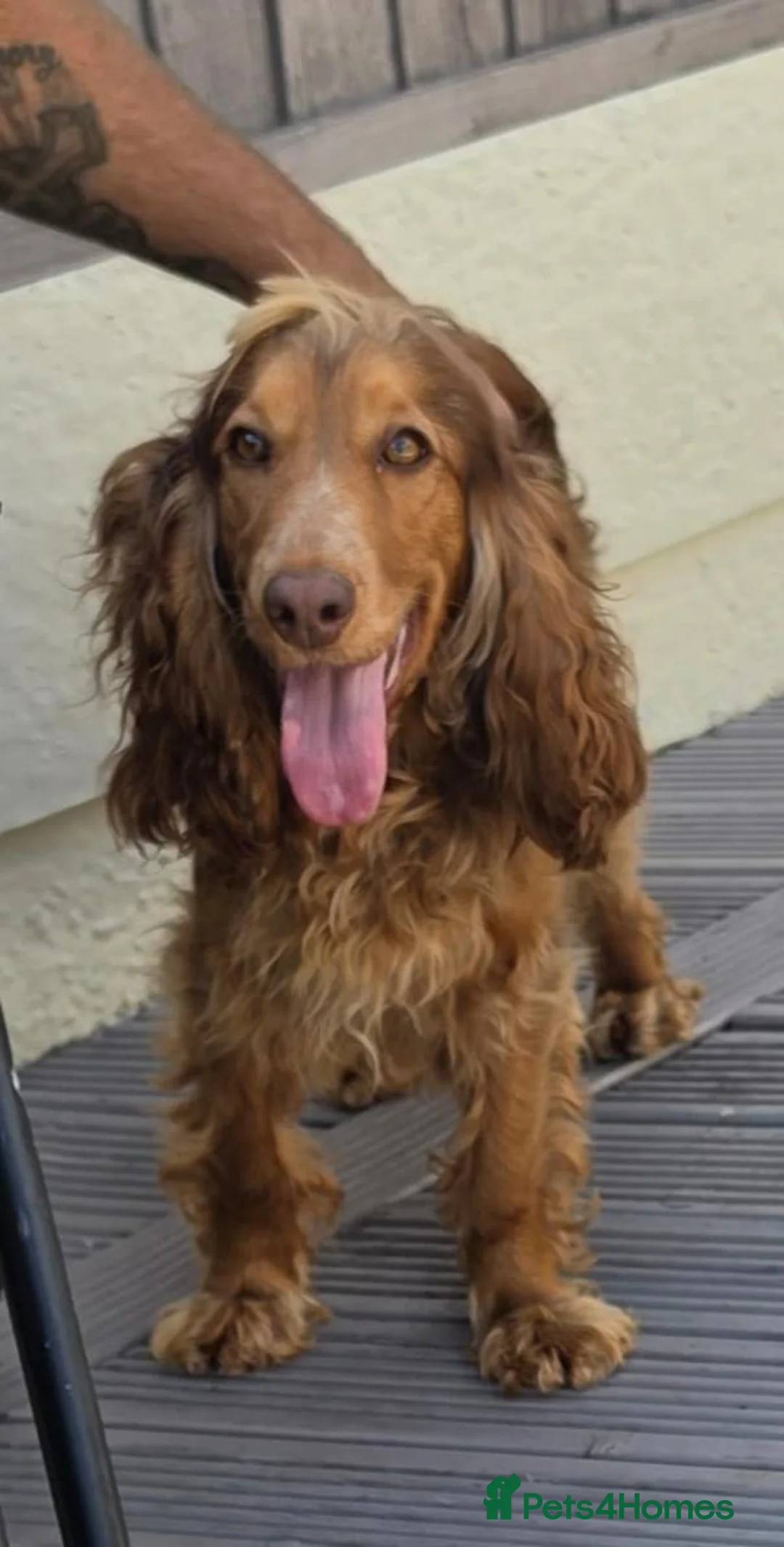 Cockapoo dogs for sale: Re homing show type cocka poo  - Advert 1
